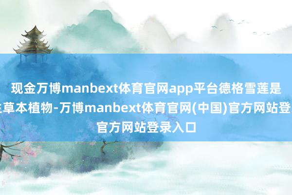 现金万博manbext体育官网app平台德格雪莲是多年生草本植物-万博manbext体育官网(中国)官方网站登录入口