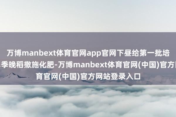 万博manbext体育官网app官网下昼给第一批培植的100亩单季晚稻撒施化肥-万博manbext体育官网(中国)官方网站登录入口